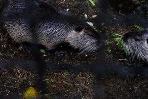 Selective focus of nutria that is sheltering from the rain. photo