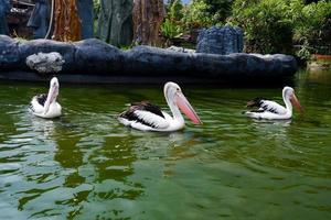 Selective focus of pelicans swimming in the lake. photo