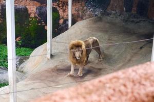 selectivo atención de leones acostado en su arbolado jaulas foto