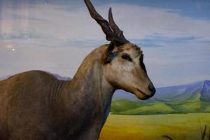 Selective focus of eland antelope standing in its cage. photo