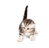 Scottish Fold kitten with reflection on white photo