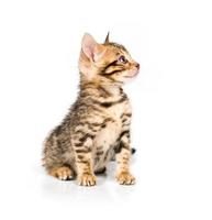 Bengal kitten with reflection on white photo