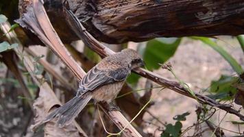 penteto pájaro o lanius Schach en un naturaleza. pequeño depredador pájaro. video