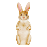 watercolor bunny clip art png