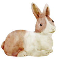 watercolor rabbit bunny png