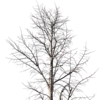 winter tree trunk transparent PNG