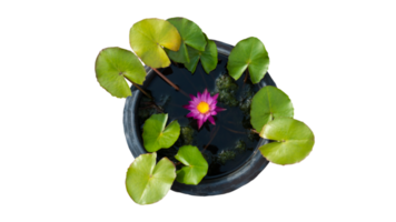 Lotus tree with leaves spread out sideways and has dark pink flowers in the center Along with nourishing water. Packed in a black plastic pot. with transparent background. png