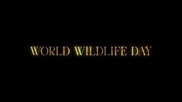 World wildlife day text animation with golden texture effect. Seamless loop video