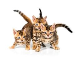 Three Bengal kitten on white background photo