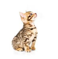 Bengal kitten on white background photo