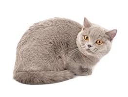 Isolated cute grey cat photo