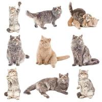 Isolated Cat pack photo