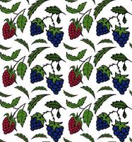 Seamless pattern raspberry, blackberry. Doodle Berry vector for fashion, print, textile, cover.