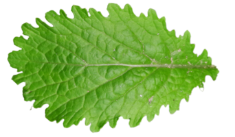 Fresh green leaf on transparent background png