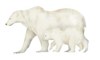 blanco grande polar oso con pequeño cachorro. mano dibujado acuarela ilustración de mamífero animal con bebé en aislado antecedentes. grande ártico salvaje osa. dibujo para ecológico postales en pastel colores vector