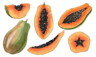 Watercolor set with Papaya Fruit Slices. Hand drawn illustration of exotic tropical juice plant on isolated background. Colorful sketch of pawpaw for production label or logo in orange colors. vector