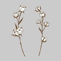 Cotton branches plants with elegant leaves. Botanical illustration of cotton flowers. Hand-drawn set with flowers. Design element. Vector