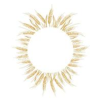 Wreath frame from ears of wheat.A bunch of ears of wheat,dried whole grains.Cereal harvest,agriculture,organic farming,healthy food symbol.Ears of wheat hand drawn.Design element. Isolated background vector