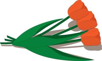 Three orange tulips bouquet vector illustration
