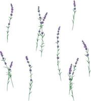 Various lavender brunches in blossom on the white background vector