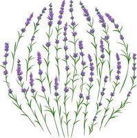 Lavender flower branches in circle shape. Postcard layout mockup vector