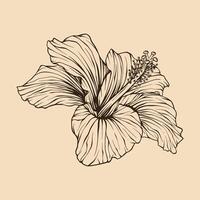 Hibiscus flower vector illustration with line art