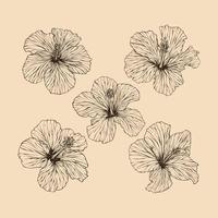 Set Hibiscus flower collection vector illustration with line art