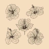 Set Hibiscus flower collection vector illustration with line art