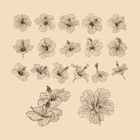 Set Hibiscus flower collection vector illustration with line art