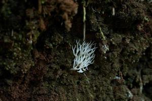 hericio erinaceo, es un de aspecto único hongo con un sorprendentes apariencia. sus fructificación cuerpo tiene un parecido a un coral forma, con un blanco, lanudo exterior y largo, colgado espinas ese asemejarse a carámbanos foto