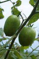 tomate plantas en el yarda foto