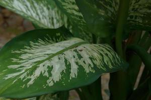 Dieffenbachia, its beauty comes from the shape of the crown and also the color of the leaves that vary photo