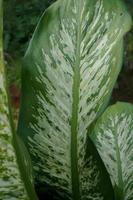 Dieffenbachia, its beauty comes from the shape of the crown and also the color of the leaves that vary photo