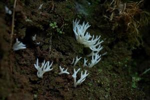 Hericium erinaceus, is a unique-looking fungus with a striking appearance. Its fruiting body has a coral-like shape, with a white, shaggy exterior and long, dangling spines that resemble icicles photo