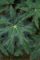 Begonia Cleopatra is an ornamental plant that has the shape of a maple leaf, like the symbol of Canada photo