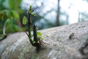 esta imagen caracteristicas joven dispara comenzando a crecer en un brillante, Fresco verde color foto