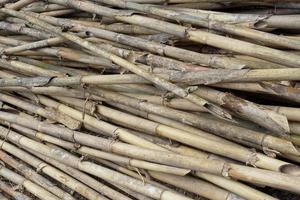 Stack of Dried Bamboo Stems - This image showcases a pile of dried bamboo stems that have photo