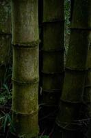 bamboo trees in the garden photo