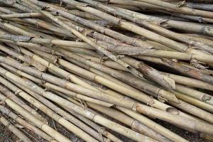 Stack of Dried Bamboo Stems - This image showcases a pile of dried bamboo stems that have photo