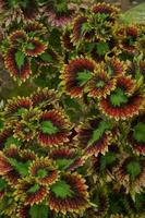 The miana plant is Coleus scutellarioides. Also known as the iler plant, miana is much-loved because the gradations of the patterns on the leaves are so beautiful photo