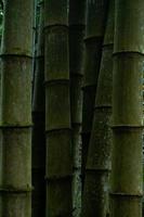 bamboo trees in the garden photo