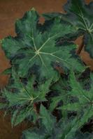 Begonia Cleopatra is an ornamental plant that has the shape of a maple leaf, like the symbol of Canada photo