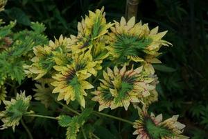 The miana plant is Coleus scutellarioides. Also known as the iler plant, miana is much-loved because the gradations of the patterns on the leaves are so beautiful photo