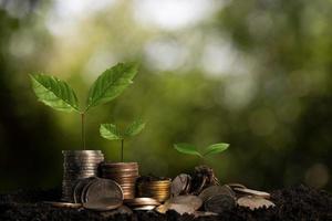 The seedlings are growing on the coins that are stacked together against of  sun light. photo