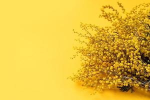 Frame of yellow mimosa flowers on yellow solid bakground photo