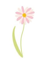 Vector daisy flower sketch. Hand drawn spring flower on white background.