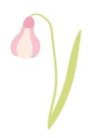 Pink snowdrop flower with leaves. Cute hand drawn cartoon illustration. Spring snowdrop flower isolated. vector