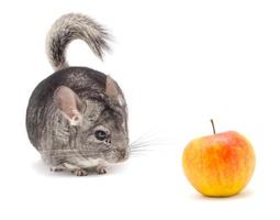 Isolated Chinchilla animal photo