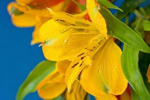 Wild Yellow Orchid photo