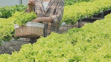 Friendly team harvesting fresh vegetables from the rooftop greenhouse garden and planning harvest season on a digital tablet video